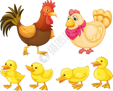 鸡鸡家庭动画宠物妈妈雏鸡插图鸭子乐趣母亲眼睛母鸡图片
