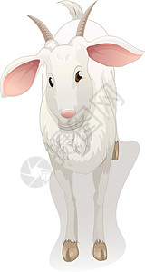 山羊牛科卡通片哺乳动物动物牛角草图背景图片