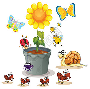 花盆和昆虫雏菊绿色生物黄色植物绘画树叶卡通片蝴蝶动物图片