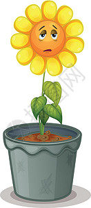 锅中的花朵向日葵植物卡通片眼睛萼片雏菊绘画植物群花瓣植物学图片