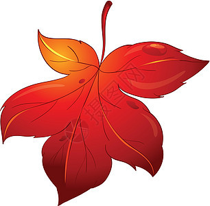 白色孤立的叶子活力环境卡通片静脉生活珠子植物串珠红色水分图片