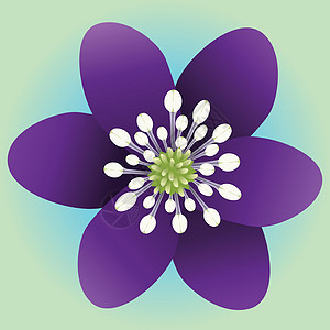紫花朵花园墙纸艺术绿色植物白色明信片叶子粉色绘画图片