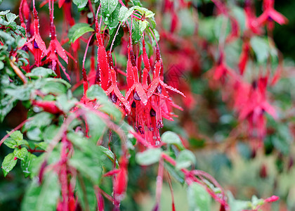 绿树丛中粉红色和紫色的fur Fuchsia花朵树叶粉色花园绿色紫红色植物群红色叶子植物宏观图片