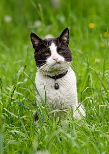 黑的白的猫 在草地上图片