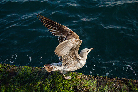 单海鸥在海岸上发现翅膀支撑羽毛天空自由照片蓝色动物荒野野生动物图片