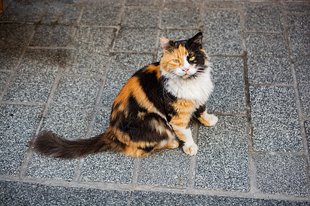 像家畜一样 长得可爱漂亮的猫的肖像头发孤独毛皮怜悯动物猫科眼睛宠物卡片猫咪图片