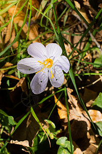 自然花园中的百合花花朵旅行生物学百合植物群生活园艺花瓣植被植物图片