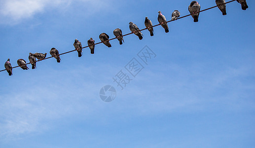 笼罩在有天空背景的丝线上的鸽子生态生活剪影羽毛荒野金属自由旅行航班城市图片
