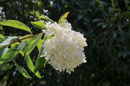 自然的美丽的花朵叶子花瓶生长园艺环境蝴蝶季节礼物花瓣花园图片