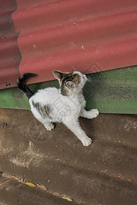 像家畜一样的可爱美小猫肖像猫科宠物食肉动物怜悯眼睛毛皮孤独存活工作室图片