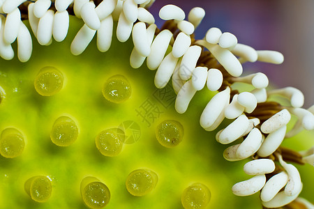 白莲花和花粉花瓣黑色绿色白色种子黄色宗教背景图片