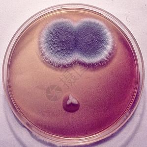 实验室中带有培养介质和霉菌的Petri瓷盘基质病菌科学菌类棕色模具诊断危害药品疾病图片