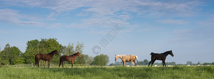 年轻的马匹 在霍兰德的乌勒支附近草地上图片