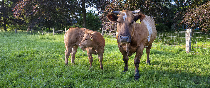 牛牛和棕牛 一起在青草地上 在霍兰山的蜜蜂树附近图片