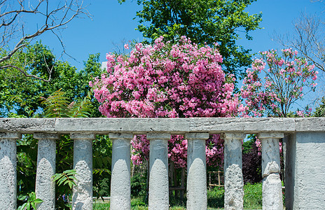 背景上 fencesky 后面开着粉红色花朵的树 浪漫而美丽的植物植物群蓝色晴天太阳叶子公园大理石花园天空建筑学图片