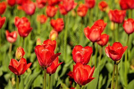 太阳照亮的红色露天郁金香田植物群背景生长公园季节阳光植物花坛紫色明信片图片