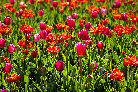 太阳照亮的红色和紫色露天郁金香田花园季节点燃背景公园阳光植物明信片生长花瓣图片
