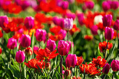 太阳照亮的红色和紫色露天郁金香田背景公园花坛花瓣阳光明信片植物群花园点燃植物图片
