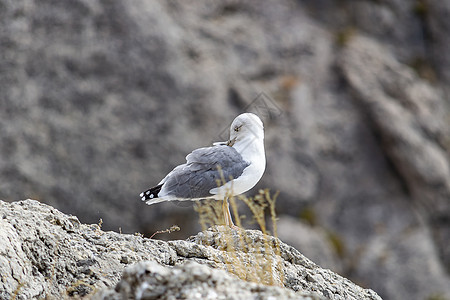 悬崖附近的岩石上有海鸥 海边 阳光明媚的秋天动物天空鸟类旅行波浪海洋野生动物海鸟海岸线环境图片