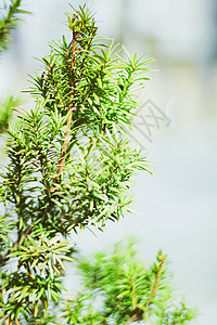 作为抽象自然背景和自然环境的云杉树枝树叶环境奢华叶子植物白色森林枝条绿色宏观背景图片