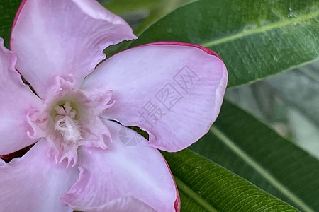 绿色叶子的花朵衬套花瓣公园植物群园艺植物宏观灌木花序神经质图片