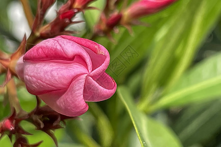 绿色叶子的花朵花束植物热带园艺植物学花瓣公园花序灌木宏观图片