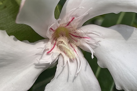 绿色叶子的花朵花园花束灌木热带神经质花序公园玫瑰植物园艺图片