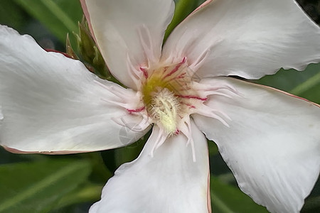 绿色叶子的花朵公园花瓣植物学园艺玫瑰花序灌木热带植物群衬套图片