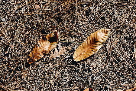 棕色叶子纹理和背景 干树叶背景纹理环境生物学公园墙纸植物学季节森林植物地面木头图片