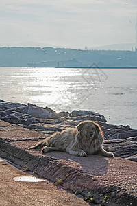 流浪狗坐在海边图片