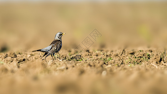 Fieldfare 观察自然并留意食物栖息尾巴动物群荒野生活鸟类灰色羽毛男性动物图片