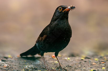 黑鸟观察大自然 寻找食物荒野羽毛翅膀栖息动物群鸟类尾巴灰色黑色野生动物图片
