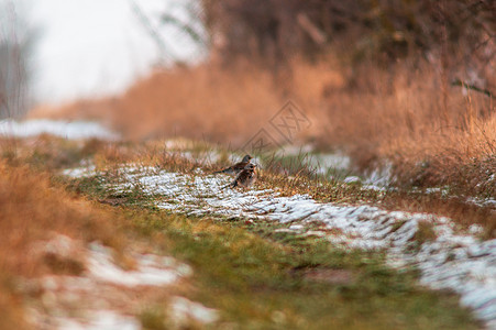 Fieldfare 观察自然并留意食物动物群荒野灰色尾巴动物生活季节棕色栖息鸟类图片