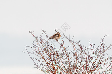 Fieldfare 观察自然并留意食物动物群羽毛季节荒野尾巴男性栖息灰色鸟类生活图片