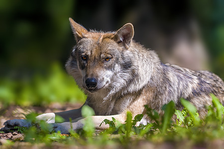 野狼在森林里寻找猎物荒野男性食肉木材动物野生动物危险生物捕食者犬类图片