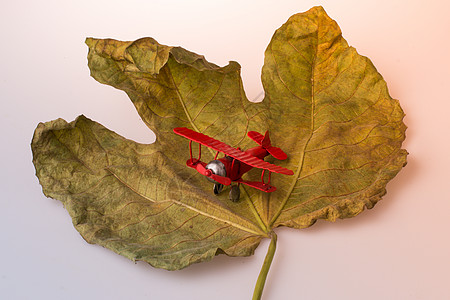 干叶上的小模型飞机乘客叶子运输旅行白色车辆商业航班喷射玩具图片