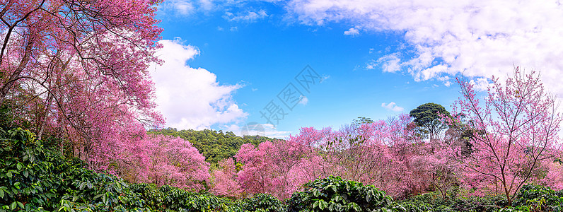 野生喜马拉雅樱桃丙烯酸或巨老虎花的花朵天空柔软度花瓣墙纸植物季节蜡质投标荒野樱花图片