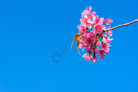 狂野喜马拉雅樱桃或蓝天上巨虎花天空植物樱花蜡质投标花瓣柔软度墙纸季节荒野图片