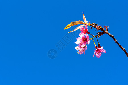 狂野喜马拉雅樱桃或蓝天上巨虎花投标季节樱花植物墙纸天空蜡质荒野柔软度花瓣图片