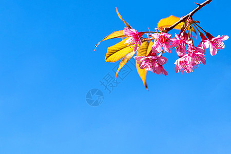 狂野喜马拉雅樱桃或蓝天上巨虎花蜡质花瓣樱花荒野投标植物天空季节柔软度墙纸图片