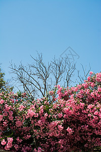 背景上有粉色 flowersky 的树 浪漫而美丽的植物公园晴天叶子花园婚礼天空植物群太阳花朵季节图片