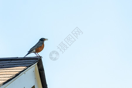 屋顶上的鸟歌手图片