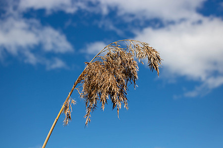 以蓝天和白云为背景的芦苇分支 与淡蓝天和云彩的潘帕斯草环境植物群植物生态生物学天气植被场地阳光羽毛图片