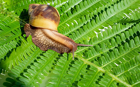 一只巨型蜗牛爬在青绿的野生叶上螺旋生物美容田螺环境触手房子胶原鼻涕虫食物图片