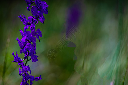 夏月底蓝花荒野背景紫色宏观草地季节性场地图片