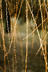 早春或秋秋初的自然背景 植物园寒冷天气天空小麦植物学分支机构花园树叶森林季节橙子叶子图片