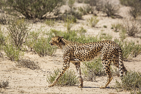 南非Kgalagadi跨界公园Cheetah气候野生动物生物自然保护区哺乳动物旅游驱动野性荒野风景图片