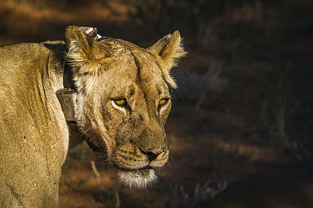 在南非Kgalagadi跨界公园的非洲狮子旅游母狮气候猫科哺乳动物目的地野生动物野性大猫保护区图片