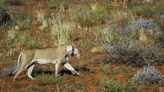 在南非Kgalagadi跨界公园的非洲狮子猫科野生动物动物野性保护区大猫生物沙漠旅游荒野图片