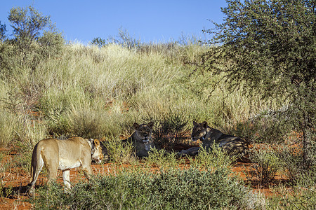 在南非Kgalagadi跨界公园的非洲狮子猫科游戏动物旅游哺乳动物保护区荒野大猫野生动物目的地图片